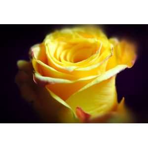  Yellow Rose Curling Flower Photograph Beauty