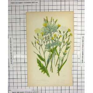  COLOUR PRINT FLOWERS LETTUCE IVY LEAVED PRICKLY NATURE 