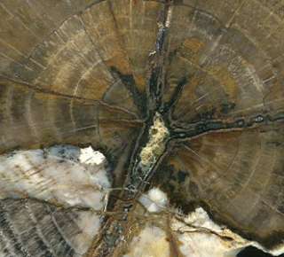 CP1 ) PETRIFIED WOOD~~OAK~`UNKNOWN LOCALE ~~  