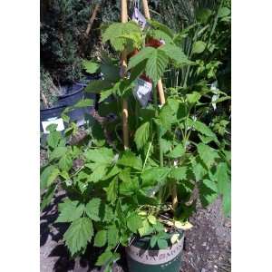  Indian Summer Raspberry Vine One Gallon Patio, Lawn 