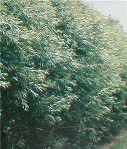 16 HYBRID TREES. Austree is the fastest growing tree  