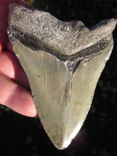 MEGALODON SHARK Tooth Fossil Teeth ATLANTIC USA South Carolina 
