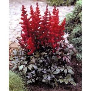  Astilbe Red {50 Bare Root plants} Patio, Lawn & Garden
