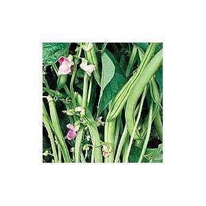  Provider Bush Bean   50 lb. Patio, Lawn & Garden