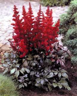 Fanal Astilbe   Dark Red Plumes   Very Hardy   Potted  