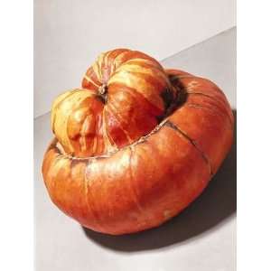  Todds Seeds   Gourds   Turks Turban Gourds Seed, Sold by 