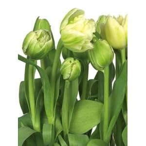   Photomurals Vol 11 National Geographic tulips 8900