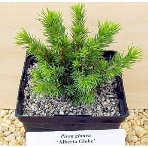  Alberta Globe White Spruce True Bonsai   Picea glauca 