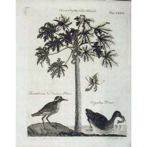   Encyclopaedia Britannica 1801 Papau Tree Plover Bird