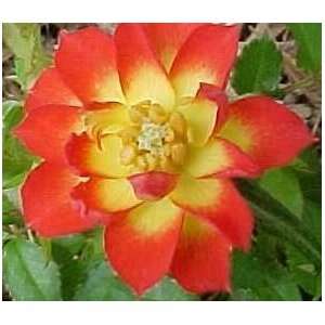  Mighty Moe Rose Bush Flower Seeds: Patio, Lawn & Garden