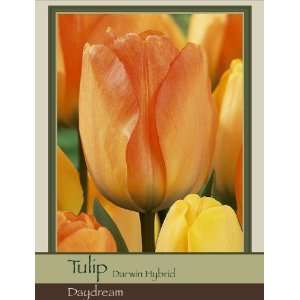   Tulip Darwin Hybrid Daydream Pack of 50 Bulbs Patio, Lawn & Garden