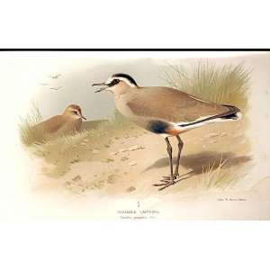 SOCIABLE LAPWING Lilfords Birds 1885 97 By A THORBURN