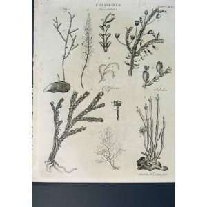  Corallines Flower Plant Sea Ocean Antique Print C1800 