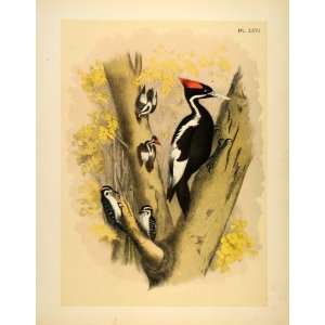  1881 Chromolithograph Ivory billed Woodpecker Rare Bird 