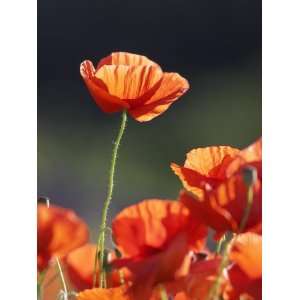 com Common Poppy, Red Petals Backlit in Early Morning Light, Scotland 