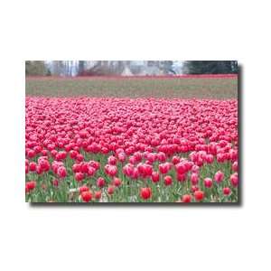  Pink Tulip Hill Giclee Print