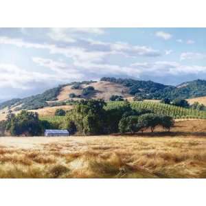  June Carey   California Wine Country Canvas Giclee