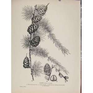  Larch Trees And Shrubs Botanical Antique Print C1909