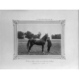   horse named Behim / Constantinople,Abdullah Freres.