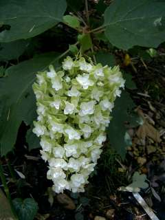 Oakleaf Hydrangea Snowflake (H. quercifolia)  