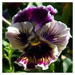  Daytons Glory Pansy Seed Pack: Patio, Lawn & Garden