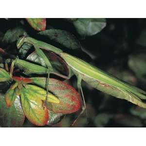  Close Up of a Praying Mantis on a Twig (Mantis Religiosa 