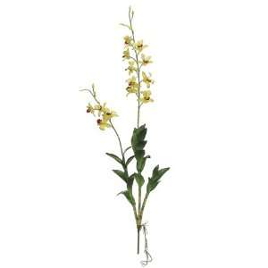  45 Dendrobium Orchid Plant w/Leaf Green Burgundy (Pack of 