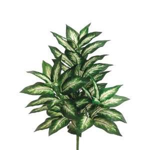  34 Dieffenbachia Picta Plant X3 W/48 Lvs. Green (Pack of 