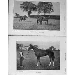  1907 Brood Mares Horses Highfield Mintagon Sport