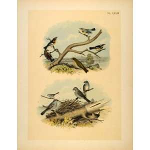 1881 Chromolithograph Warblers Sparrow Thrush Wren Bird   Original 