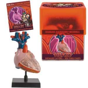  Tedco Human Anatomy Models Heart Toys & Games