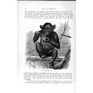  NATURAL HISTORY 1893 94 CHIMPANZEE SALLY MONKEY ANIMAL 