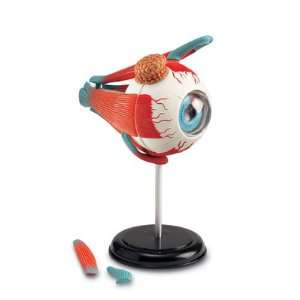  Eyeball 4D Anatomy Model Toys & Games