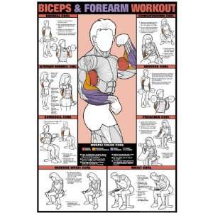 Biceps & Forearm Workout Fitness Chart (Co Ed)  Sports 