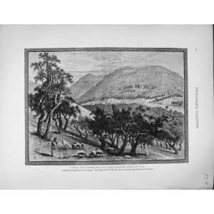  Palestine 1881 Nablus Gerizim Slopes Ebal Olive Trees 