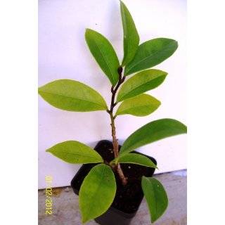 Fragrant Tea Olive (Osmanthus Fragrans)   Potted Plant