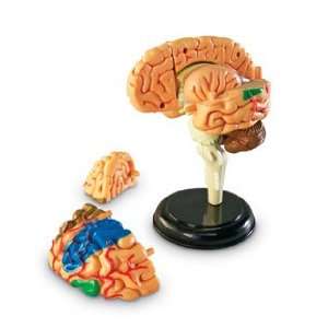 Brain Anatomy Model  Industrial & Scientific