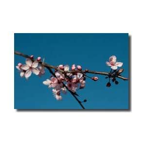 Cherry Blossom 4 Giclee Print