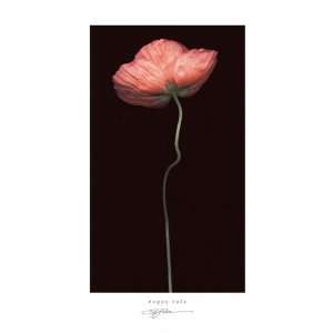  Poppy Solo S. G. Rose Flowers Floral Print 12x20 Poster 