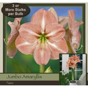  Faro Single Amaryllis Bulb Patio, Lawn & Garden