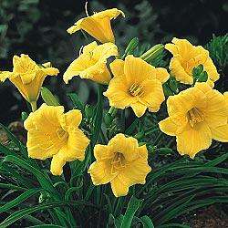 50 STELLA DE ORO DAYLILY, 1 TO 4 FANS PER PLANT NOW SHIPPING  