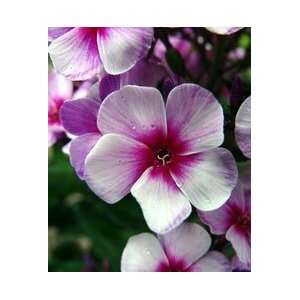  Swirly Burly Phlox   White Flowers/Purple Blue Markings 