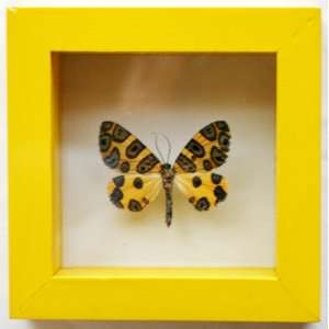 Real Framed Yellow Leopard Moth Display, Pantherodes Preserved and 