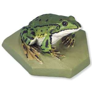 3B Scientific VN704/1 Male Edible Frog (Rana Esculenta)  