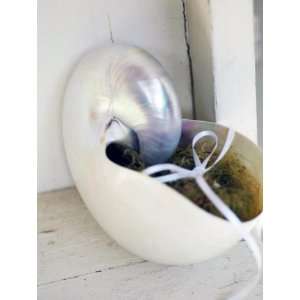   Beach Ring Pillow Alternative Nautilus Shell Design