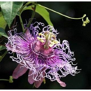   Passion Flower   Passiflora   Indoors / Out!   Potted   Easter Plant