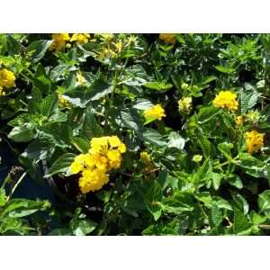  Yellow Lantana 1 Gallon Live Plant Patio, Lawn & Garden