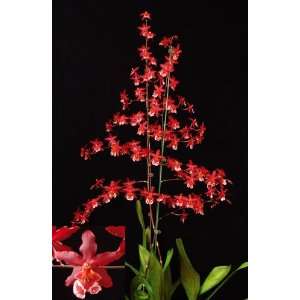 Wilsonara Finial Fire orchid, near blooming size, red flowers