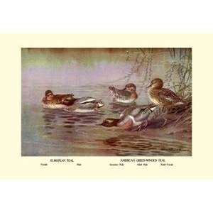   Vintage Art European and American Teal Duck   08779 x