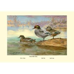  Falcated Teal Ducks 12x18 Giclee on canvas